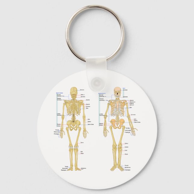 Human Skeleton labelled anatomy chart Key Ring (Front)
