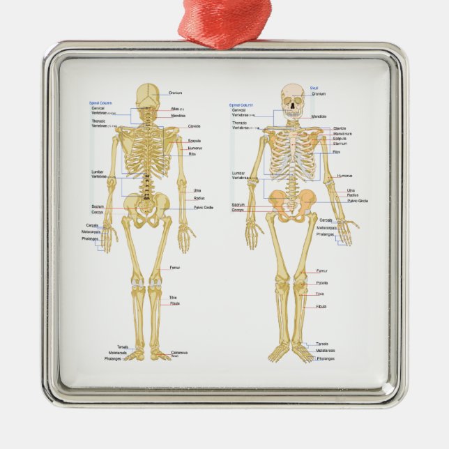Human Skeleton labelled anatomy chart Metal Tree Decoration (Front)