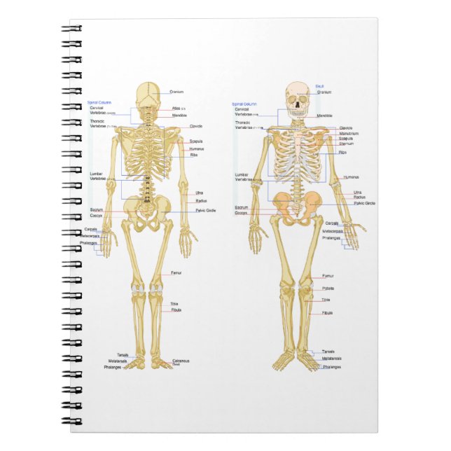 Human Skeleton labelled anatomy chart Notebook (Front)