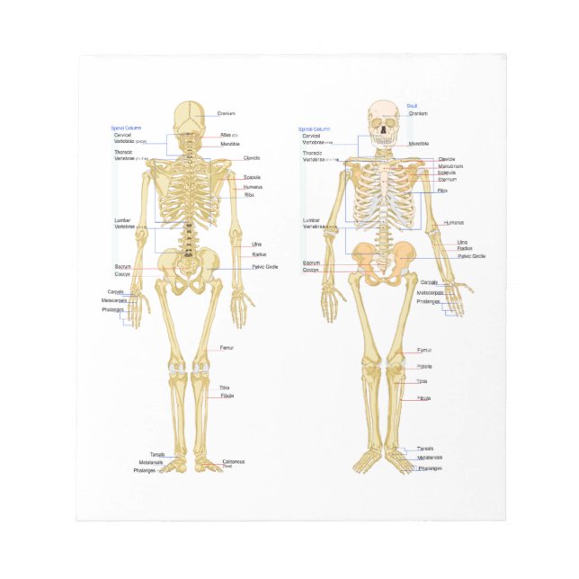 Human Skeleton labelled anatomy chart Notepad (Front)