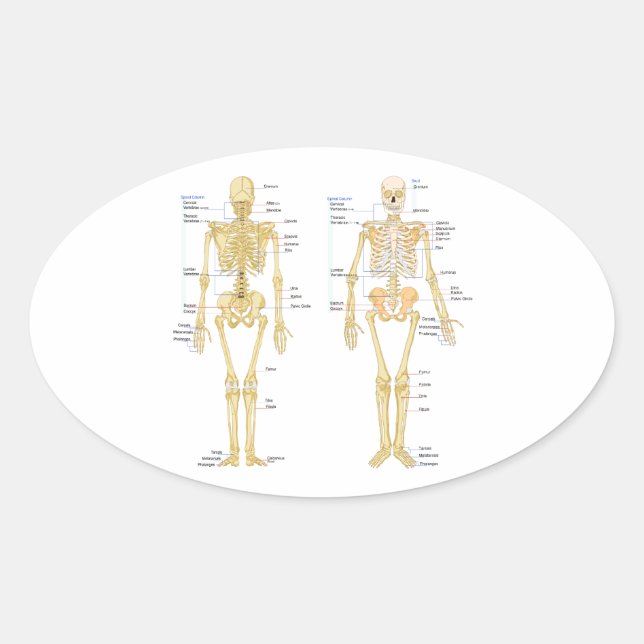 Human Skeleton labelled anatomy chart Oval Sticker (Front)