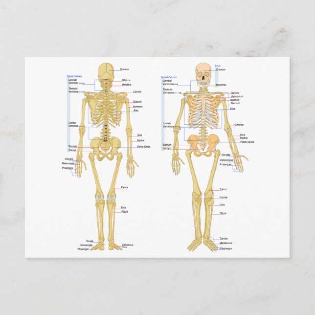 Human Skeleton labelled anatomy chart Postcard (Front)