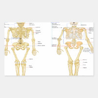 Human Skeleton labelled anatomy chart