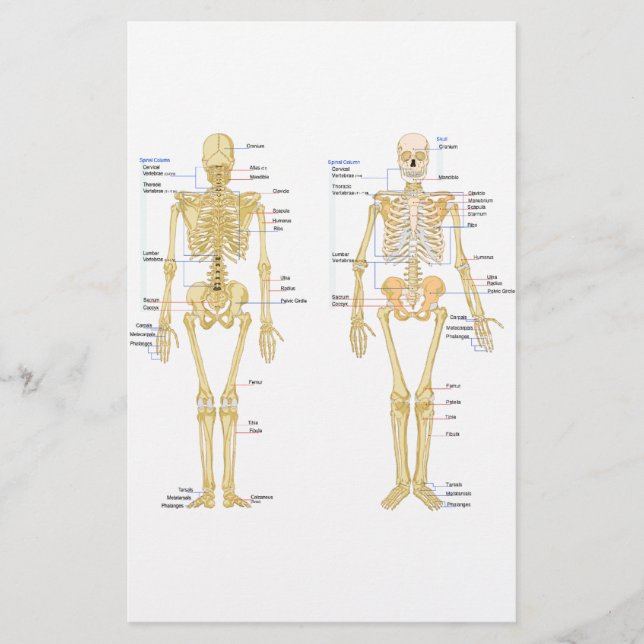 Human Skeleton labelled anatomy chart Stationery (Front)