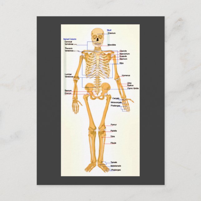 Human Skeleton Labelled Postcard (Front)