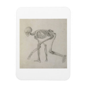 Human Skeleton: Lateral view in Crouching Posture, Magnet