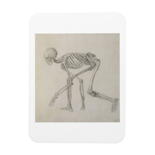 Human Skeleton: Lateral view in Crouching Posture, Magnet (Vertical)