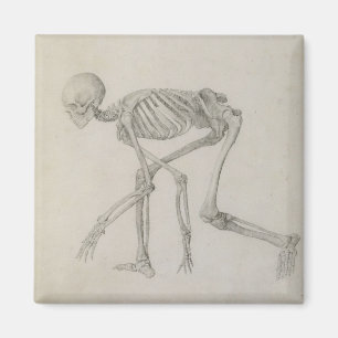 Human Skeleton: Lateral view in Crouching Posture, Magnet