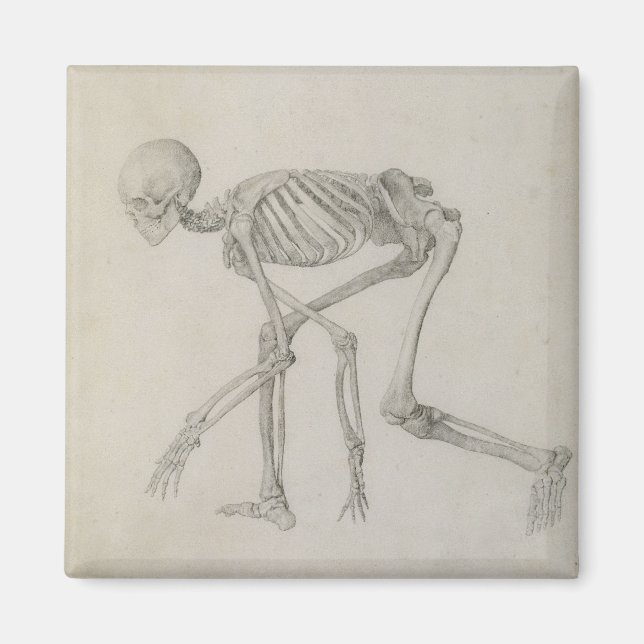Human Skeleton: Lateral view in Crouching Posture, Magnet (Front)
