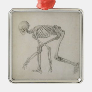 Human Skeleton: Lateral view in Crouching Posture, Metal Tree Decoration