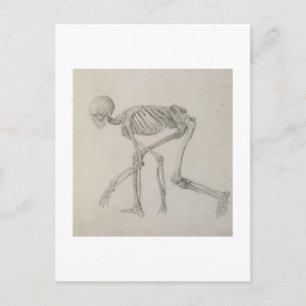 Human Skeleton: Lateral view in Crouching Posture, Postcard