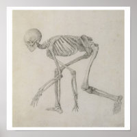Human Skeleton: Lateral view in Crouching Posture,