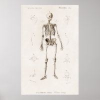 Human Skeleton