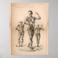 Human Skeleton Vintage Anatomy Art Print 1827