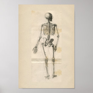 Human Skeleton Vintage Anatomy Print