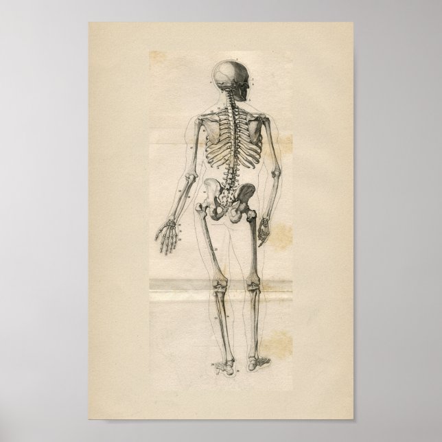 Human Skeleton Vintage Anatomy Print (Front)