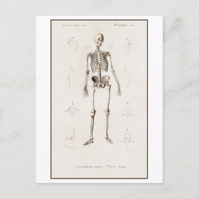 Human Skeleton Vintage Illustration Postcard (Front)