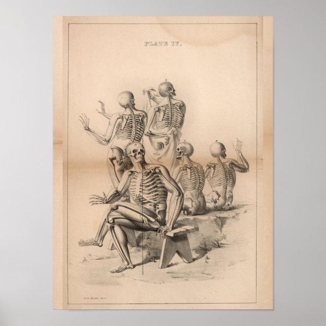 Human Skeletons Vintage Anatomy Art Print 1827 (Front)