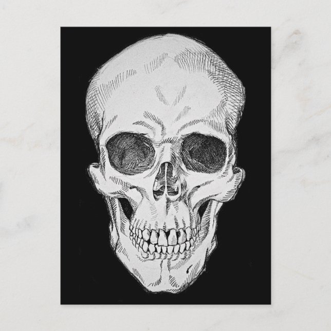 Human Skull Anatomical Illustration (Frontal View) Postcard (Front)