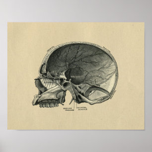 Human Skull Anatomy 1902 Vintage Print