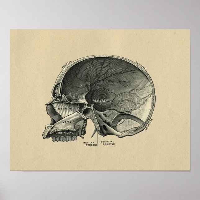 Human Skull Anatomy 1902 Vintage Print (Front)