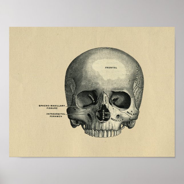 Human Skull Anatomy 1902 Vintage Print (Front)