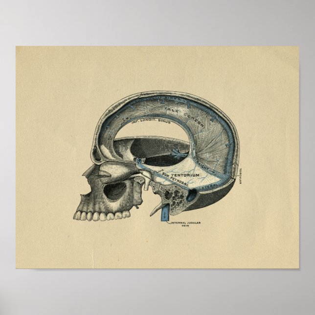 Human Skull Anatomy 1902 Vintage Print (Front)