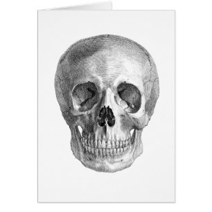 Human skull anatomy sketch drawing
