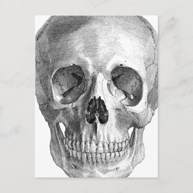 Human skull anatomy sketch drawing postcard (Front)