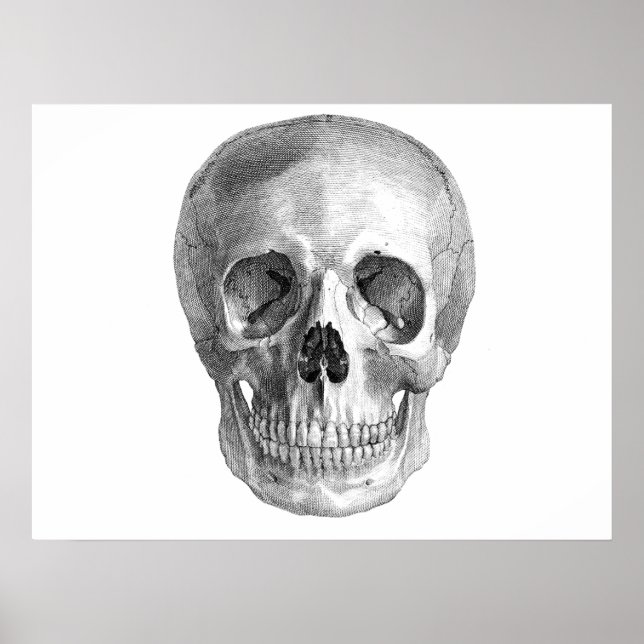 Human skull anatomy sketch drawing poster (Front)
