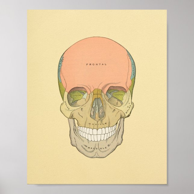 Human Skull Grey's Anatomy Print (Front)
