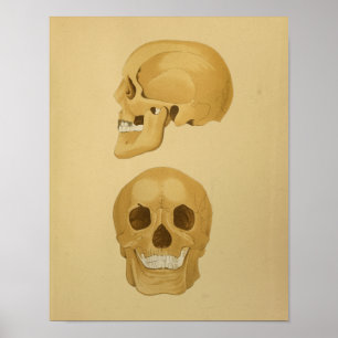 Human Skull Vintage Anatomy Print Bones