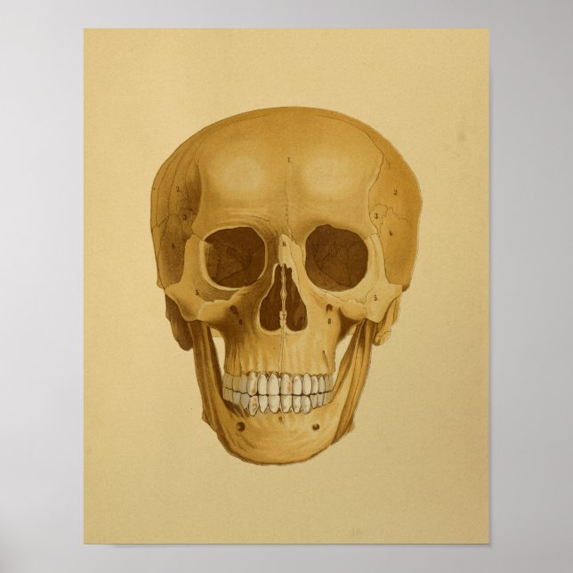 Human Skull Vintage Anatomy Print Bones (Front)