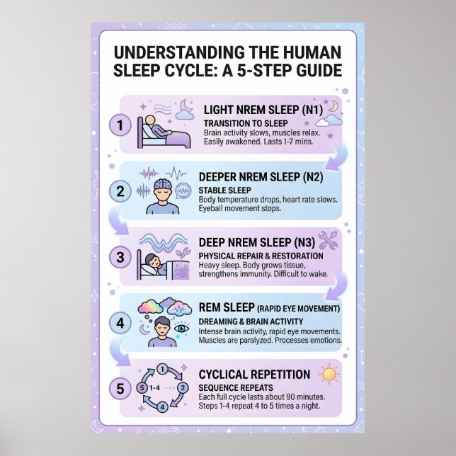 Human Sleep Cycle: A 5-Step Guide Infographic Poster (Front)