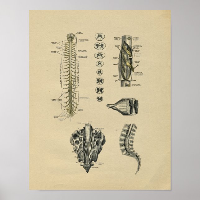 Human Spinal Nerves Anatomy 1902 Vintage Print (Front)