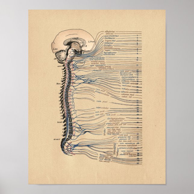 Human Spinal Nerves Anatomy Vintage Print (Front)