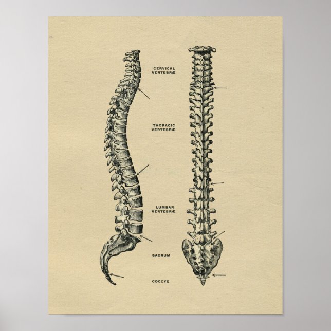 Human Spine Anatomy 1902 Vintage Print (Front)