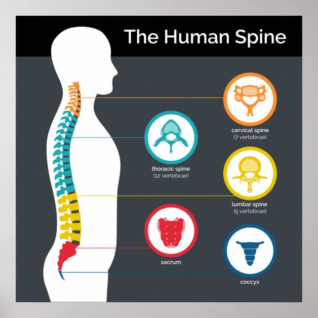 Human Spine Anatomy Chart (Front)