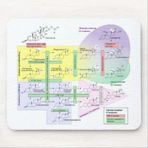 Human Steroidogenesis Diagram Biological Chemical  Mouse Pad