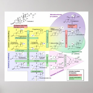 Human Steroidogenesis Diagram Biological Chemical Poster