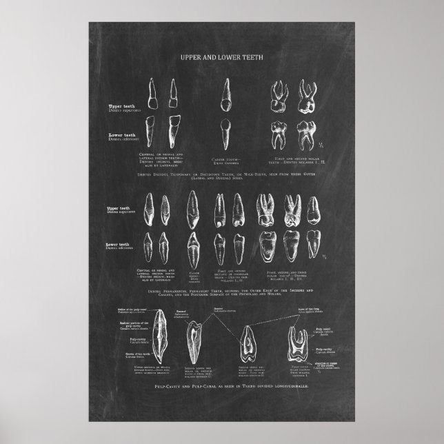 Human Teeth Anatomy  Poster (Front)