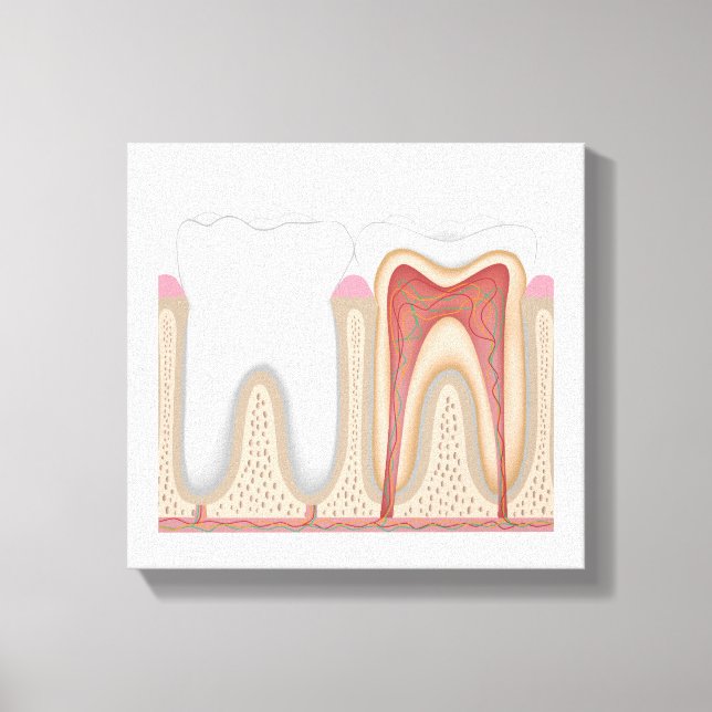 Human Tooth anatomy stretched canvas print (Front)