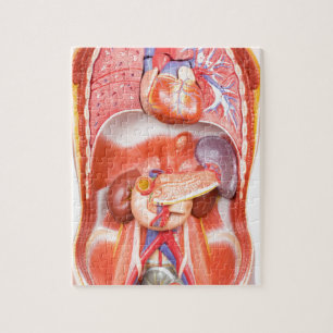 Human torso body model with organs jigsaw puzzle