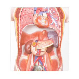 Human torso body model with organs notepad