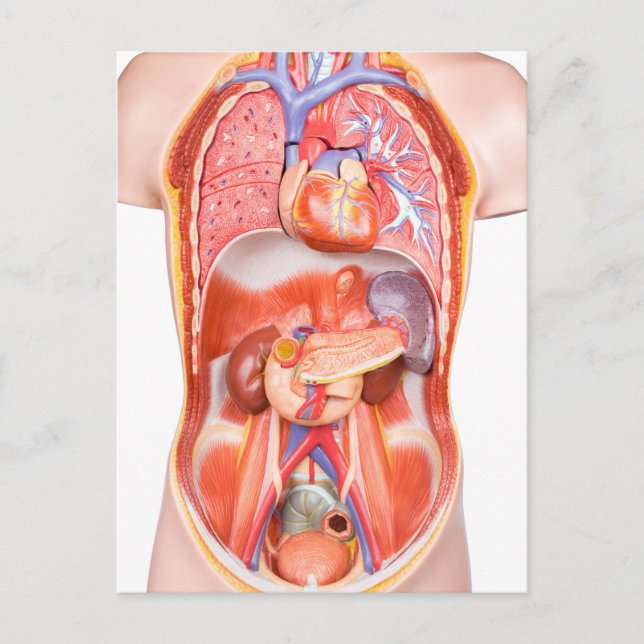 Human torso body model with organs postcard (Front)