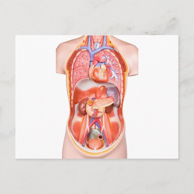 Human torso body model with organs postcard (Front)