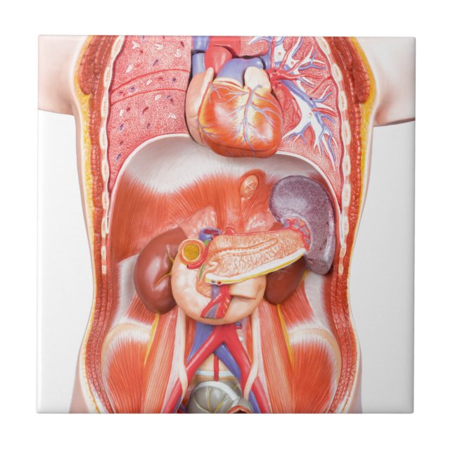 Human torso body model with organs tile (Front)