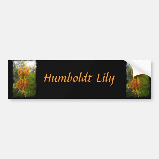 Humboldt Lilies Sunburst Bumper Sticker (Front)