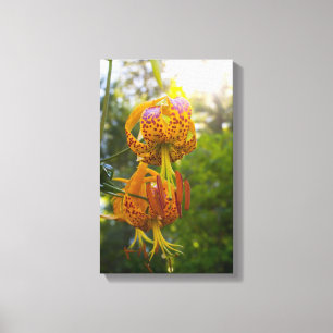 Humboldt Lily Canvas Print