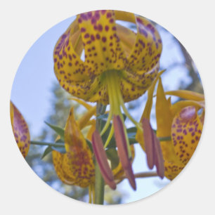 Humboldt Lily Classic Round Sticker